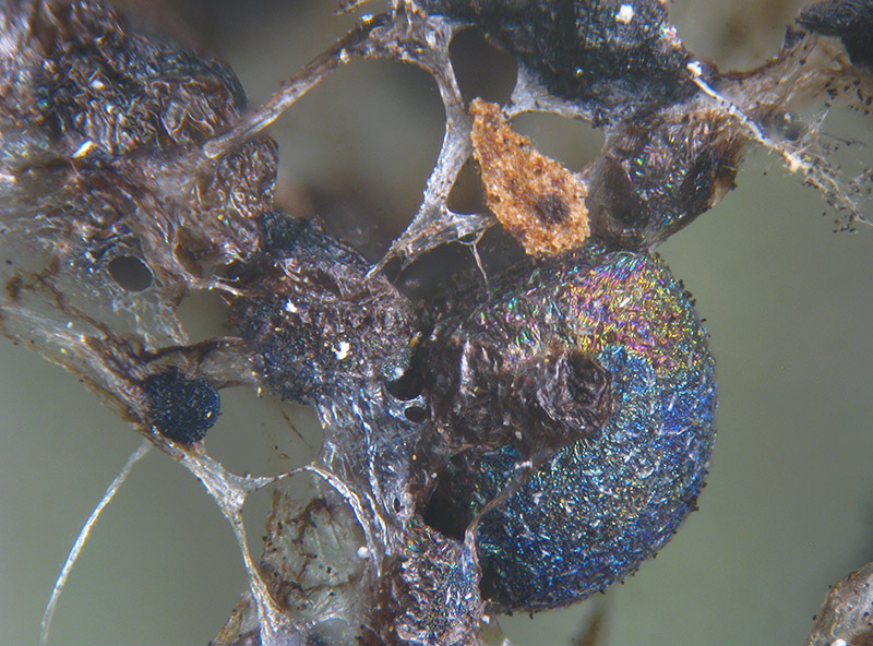 Lamproderma pulveratum